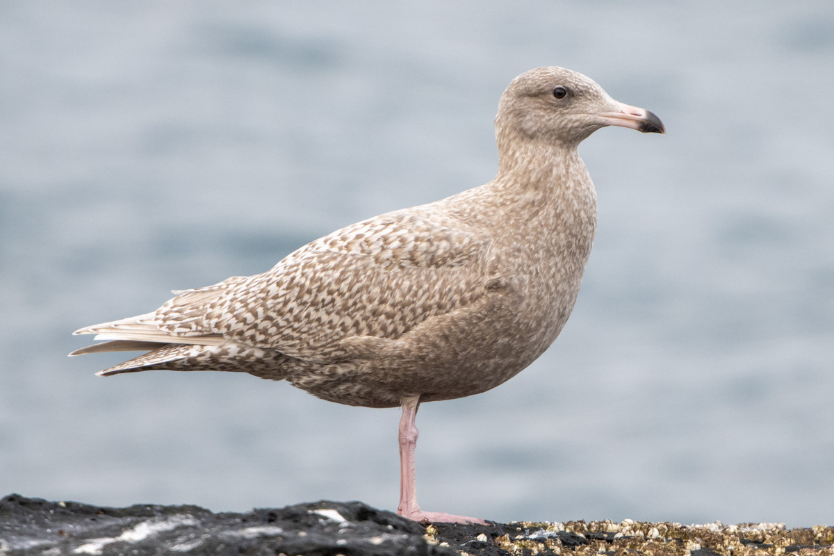 Glaucous Gull