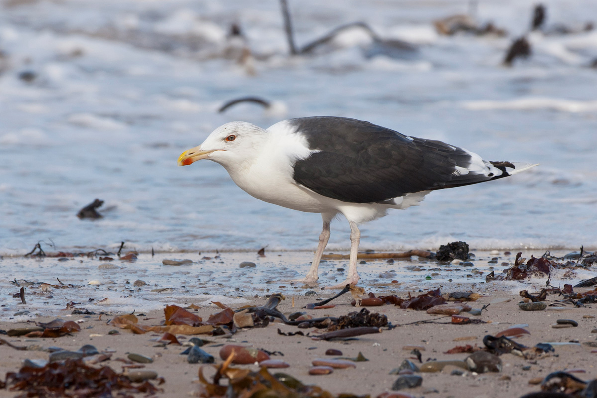 Great Black-backed Gull