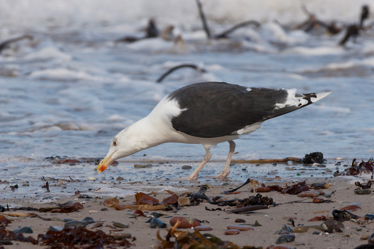 Great Black-backed Gull