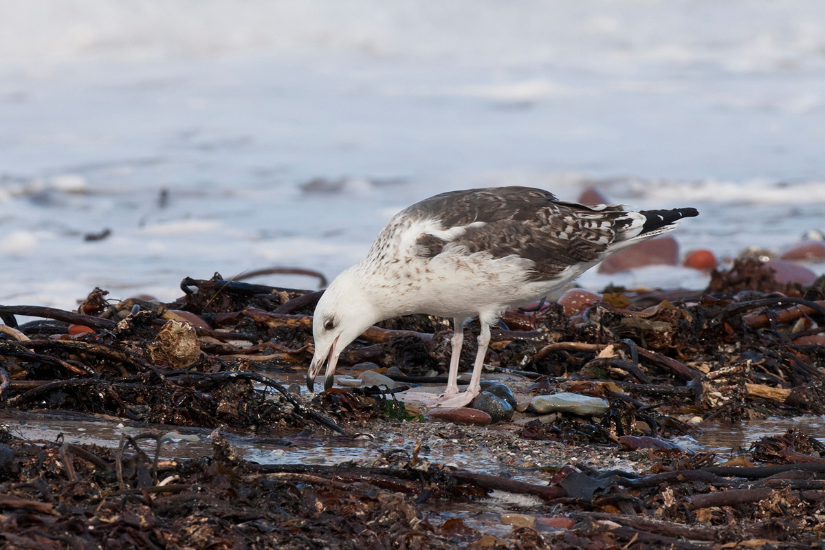 Great Black-backed Gull