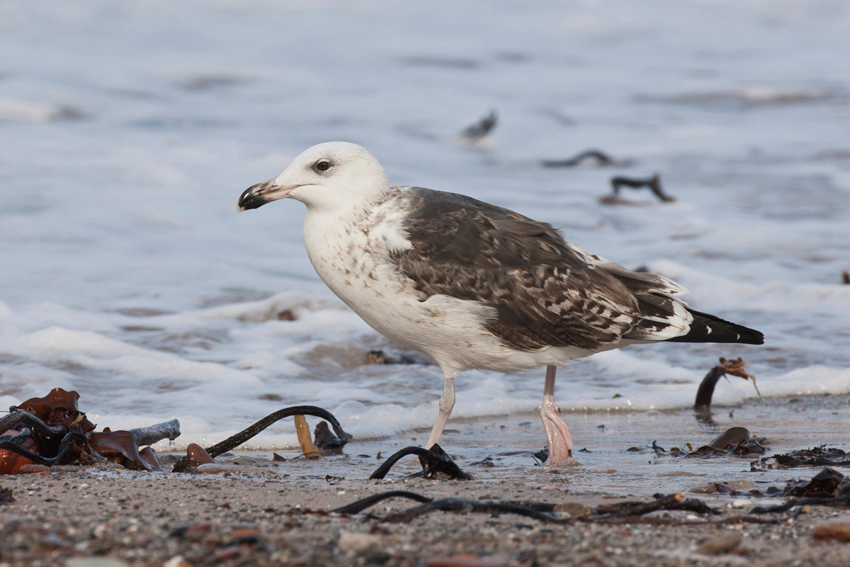 Great Black-backed Gull