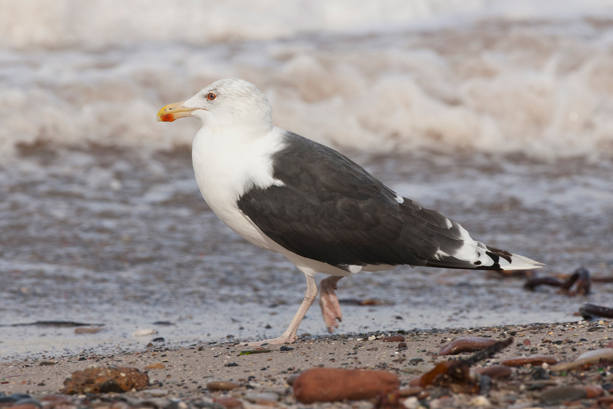 Great Black-backed Gull