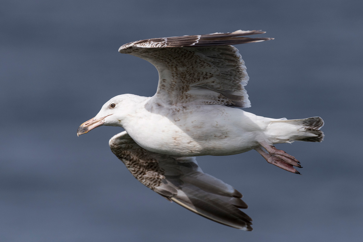 Great Black-backed Gull