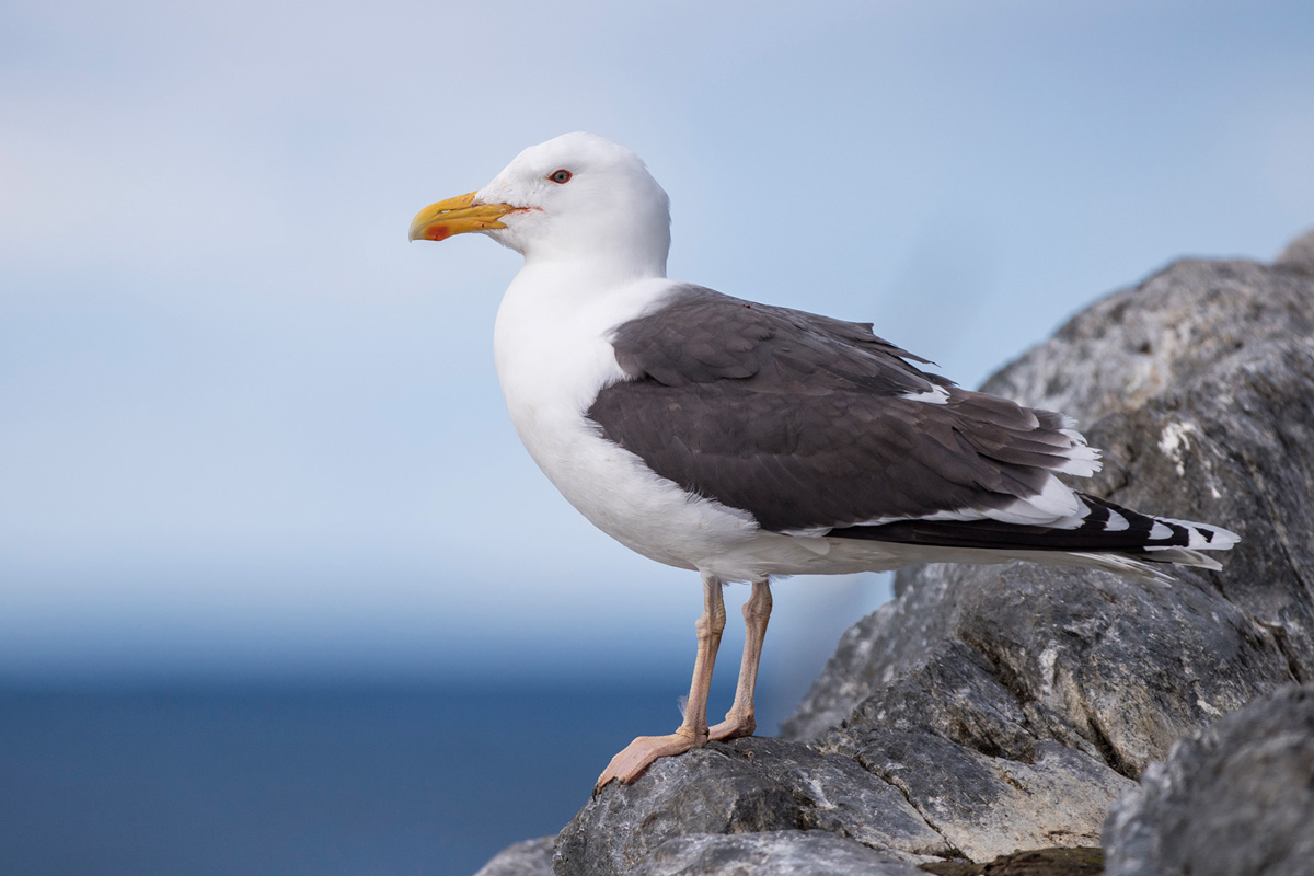 Great Black-backed Gull