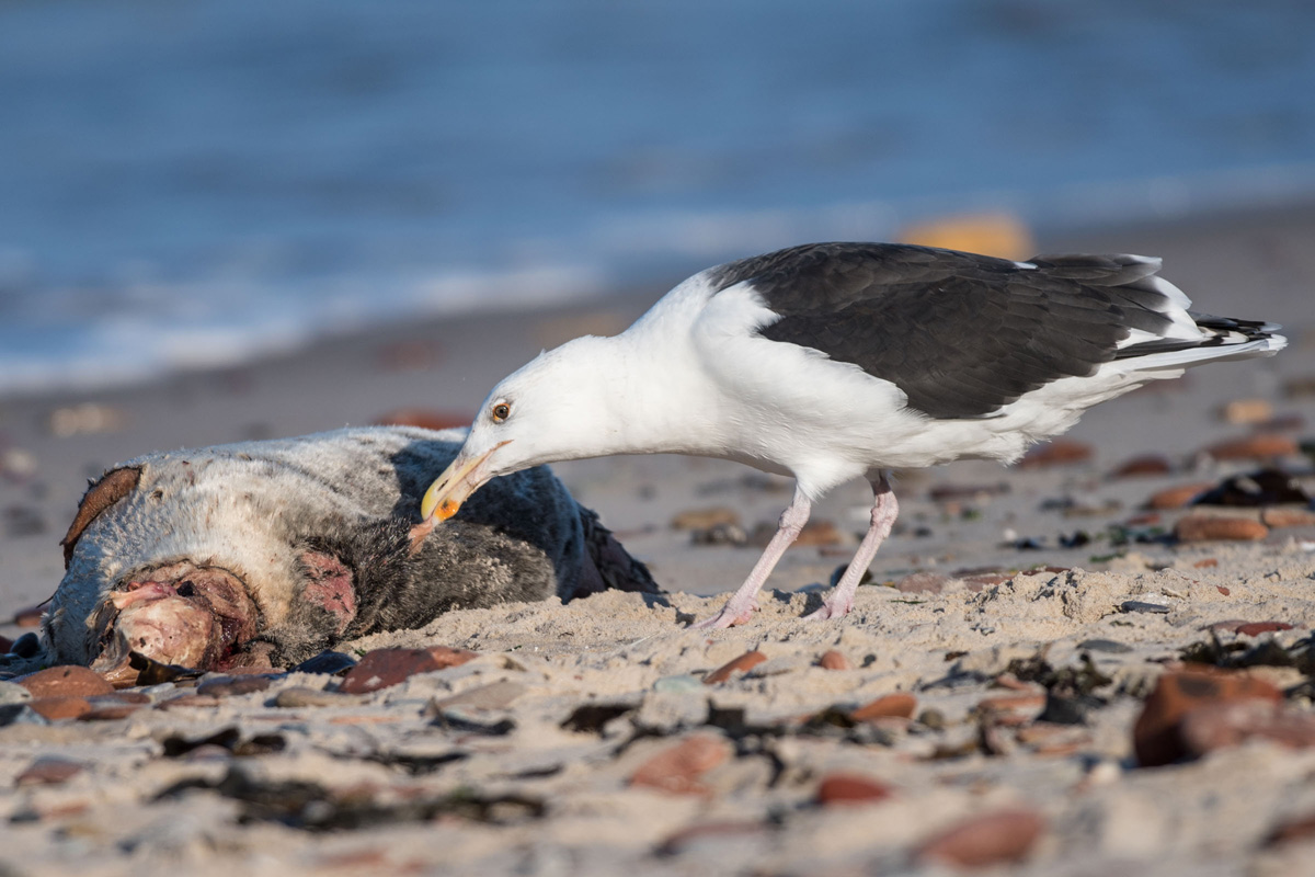 Great Black-backed Gull