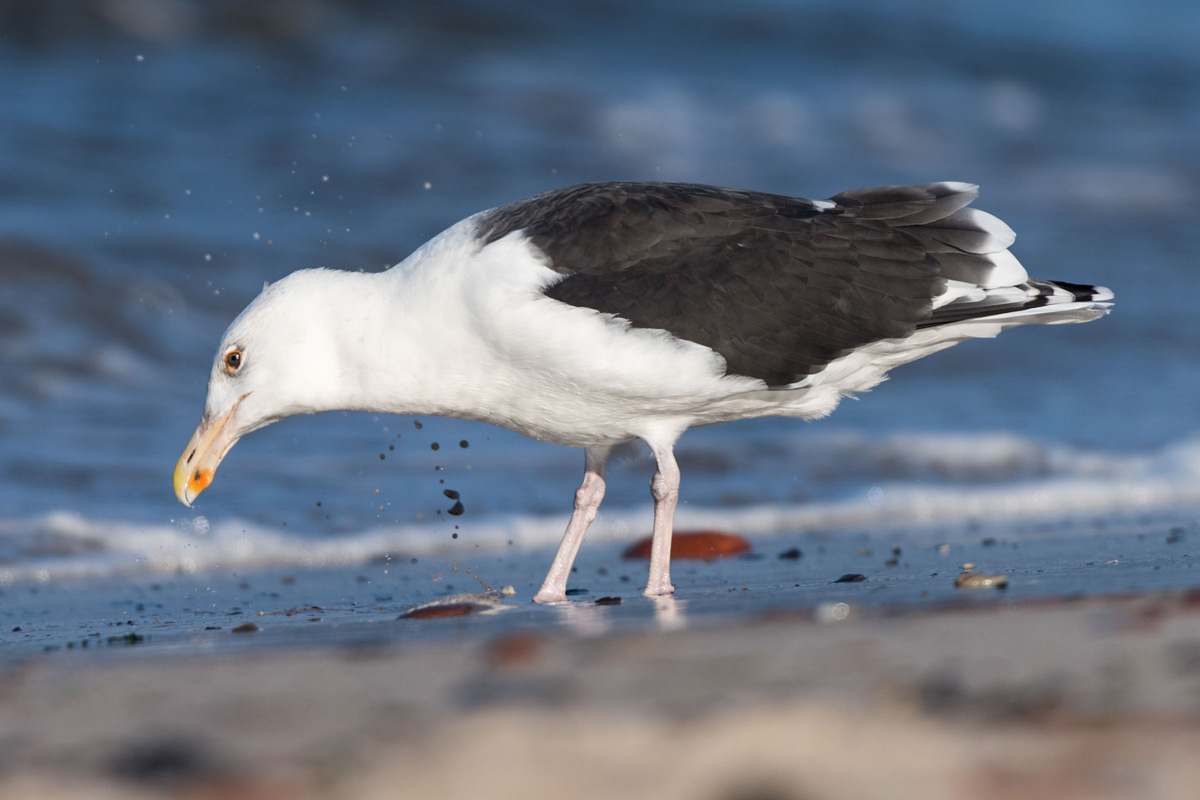 Great Black-backed Gull