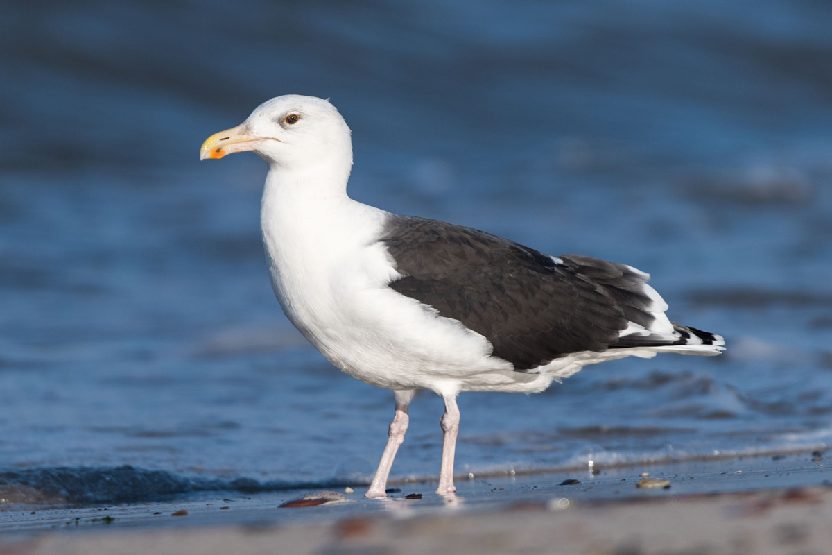 Great Black-backed Gull