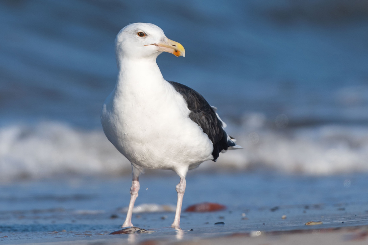 Great Black-backed Gull