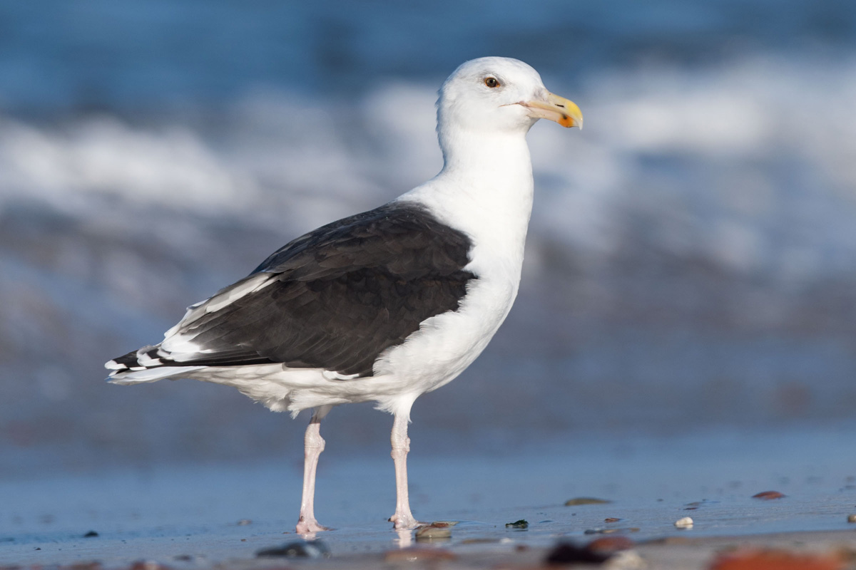 Great Black-backed Gull