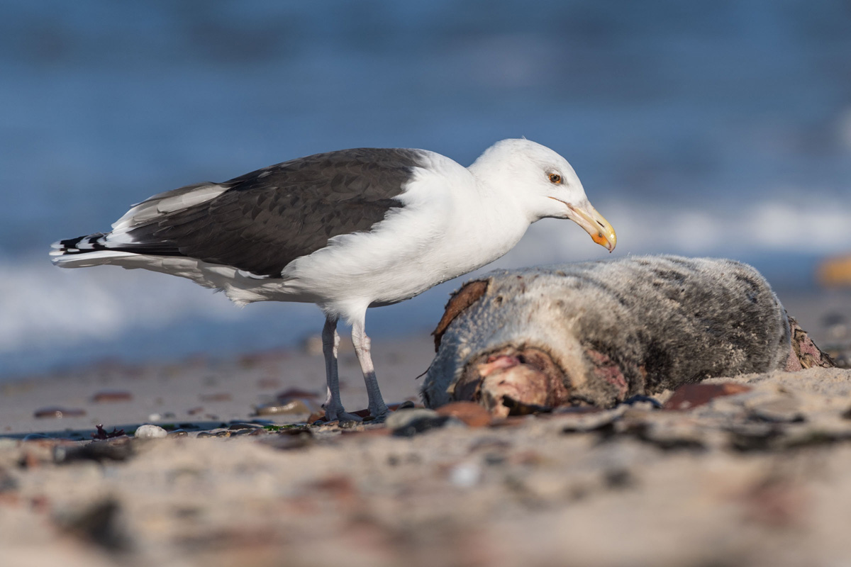 Great Black-backed Gull