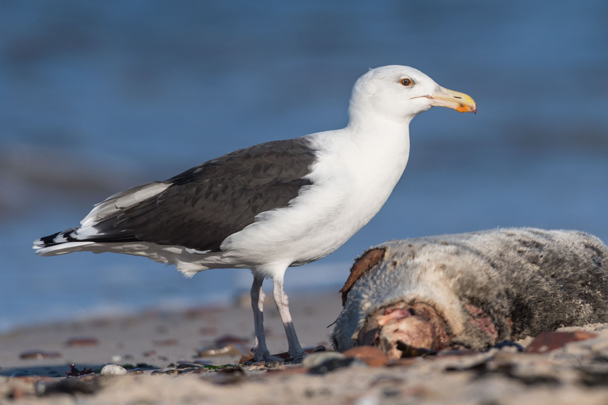 Great Black-backed Gull