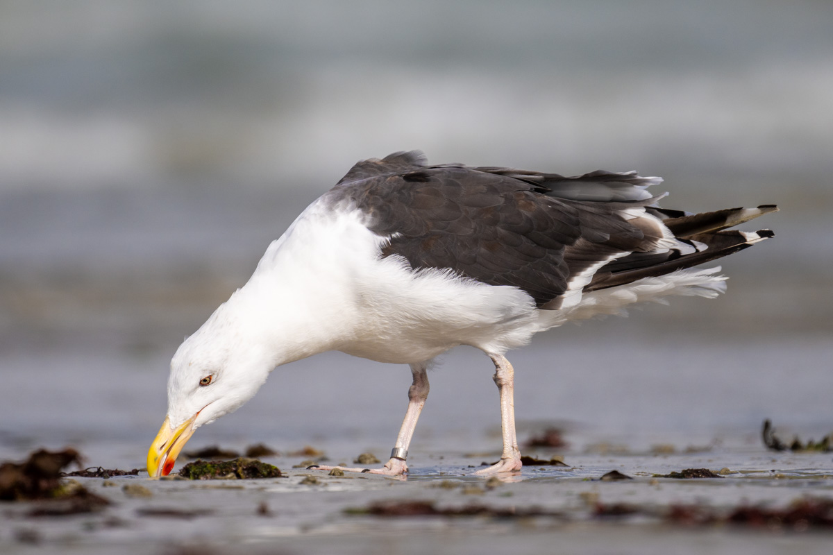 Great Black-backed Gull