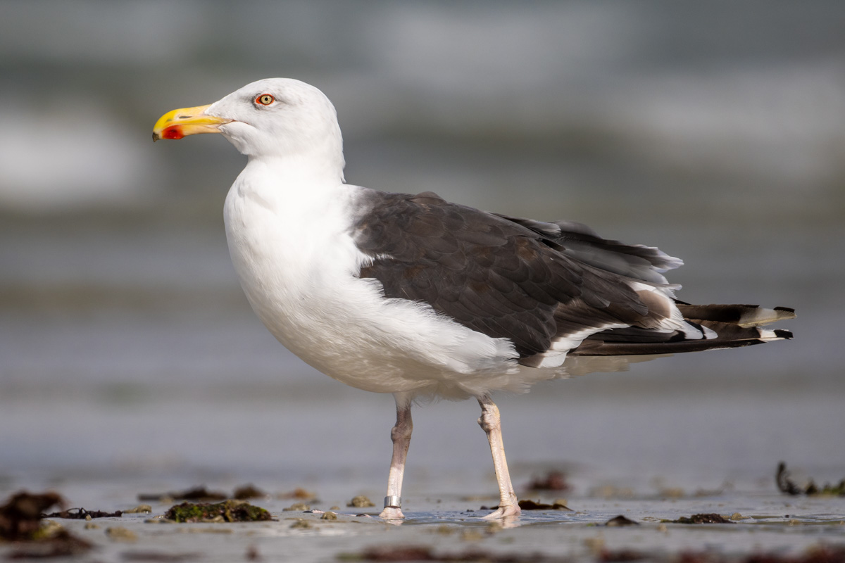 Great Black-backed Gull