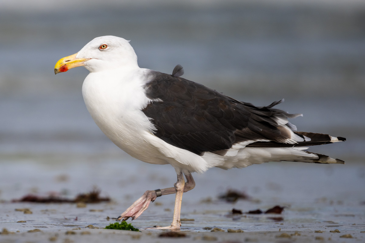 Great Black-backed Gull