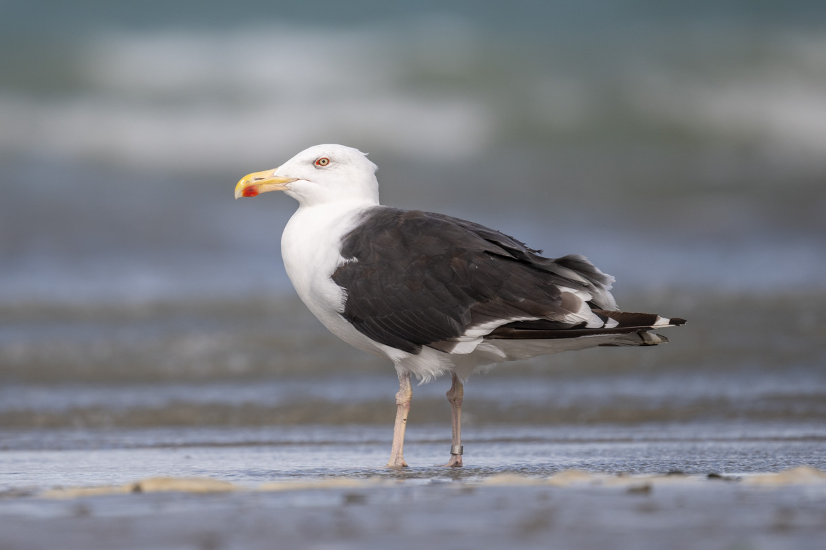 Great Black-backed Gull