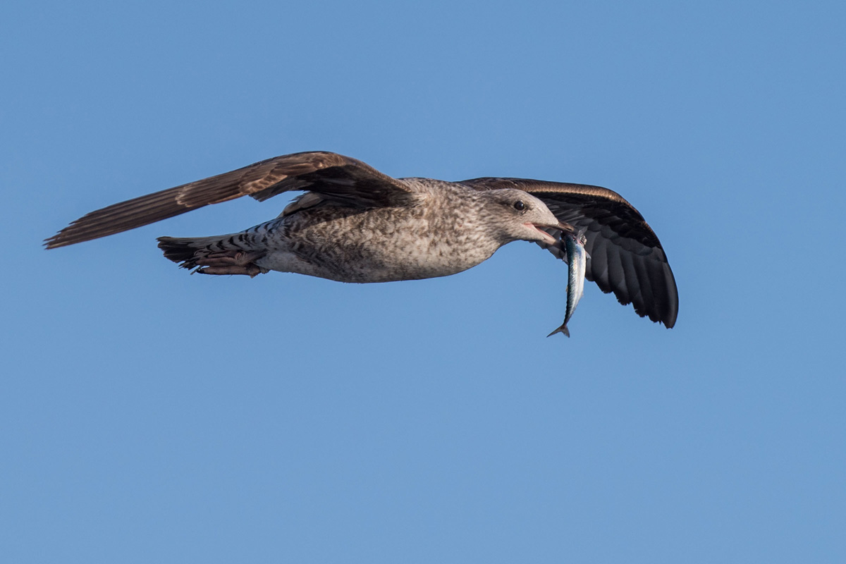 Yellow-legged Gull