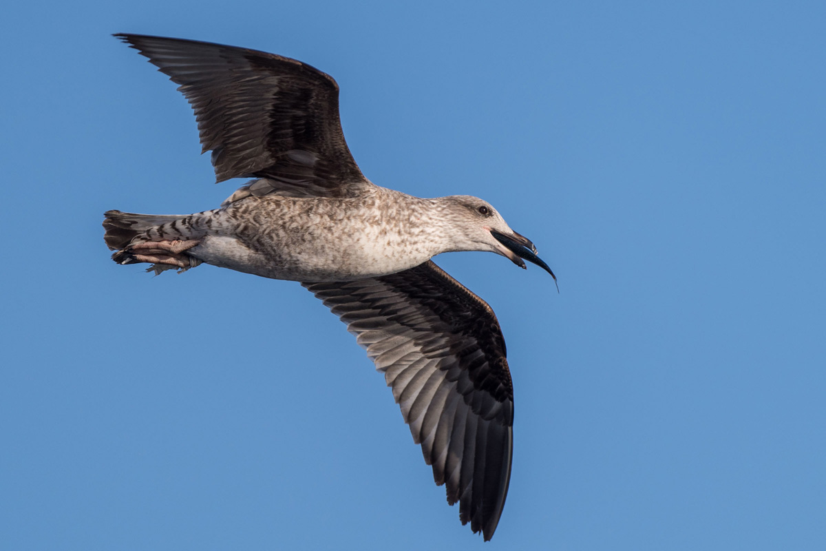 Yellow-legged Gull