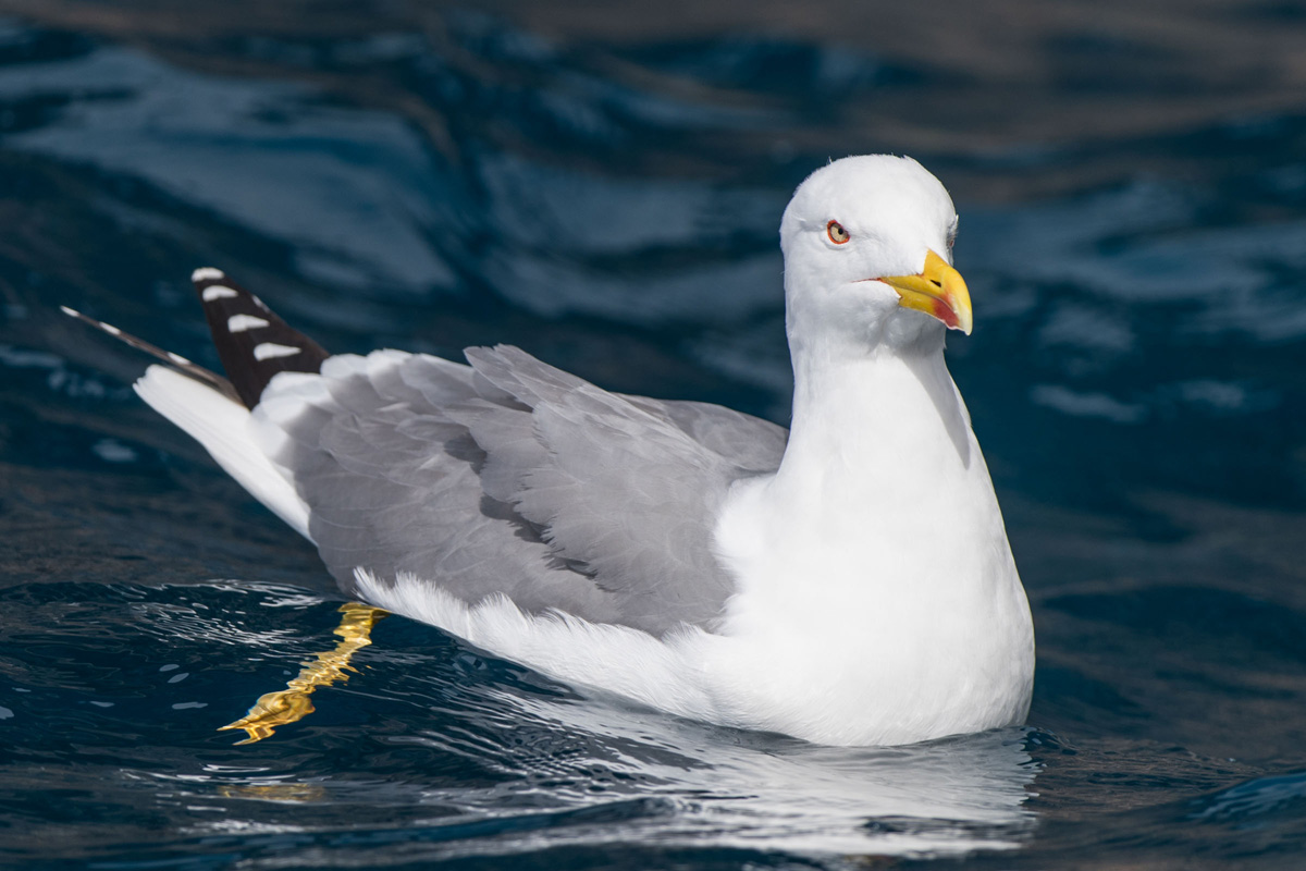 Yellow-legged Gull