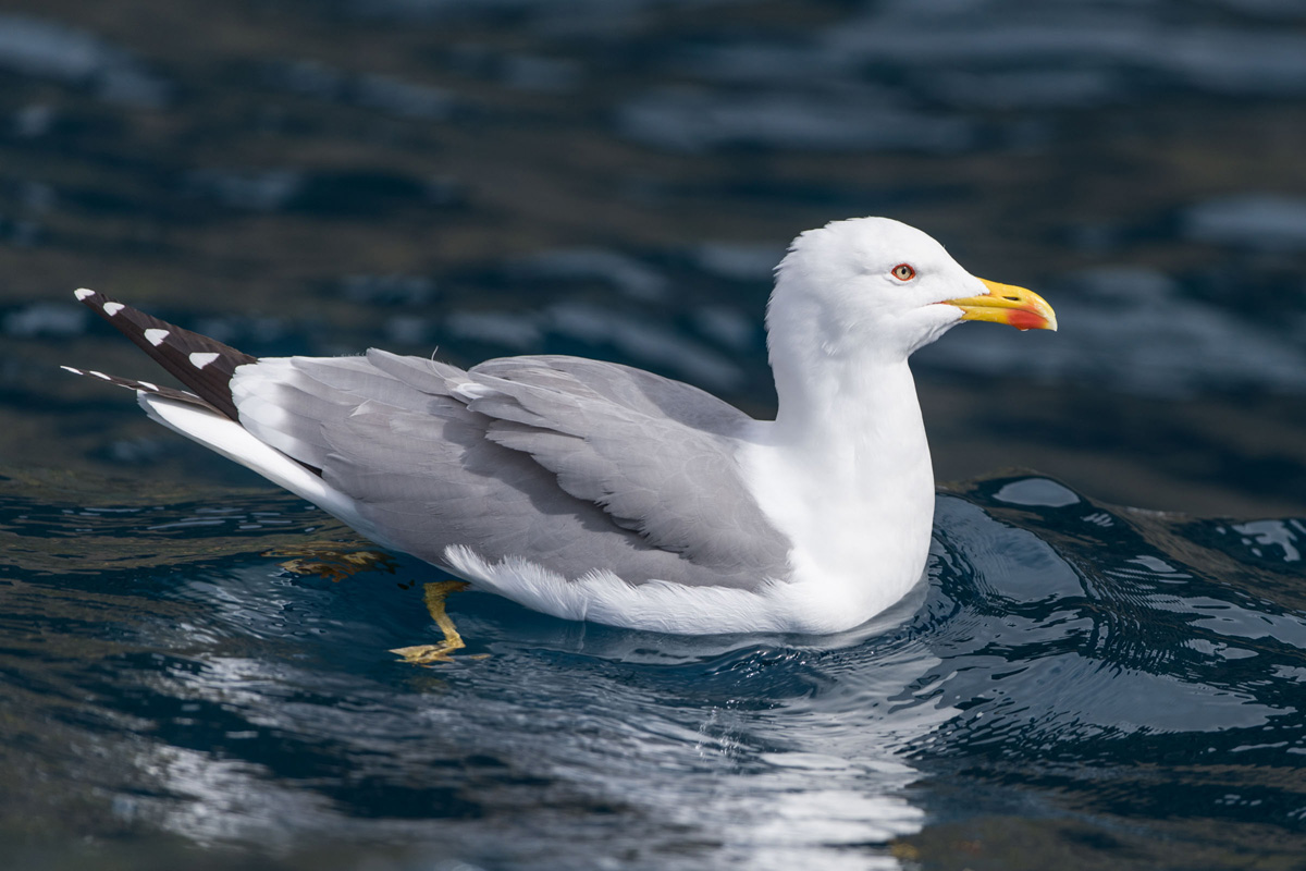 Yellow-legged Gull