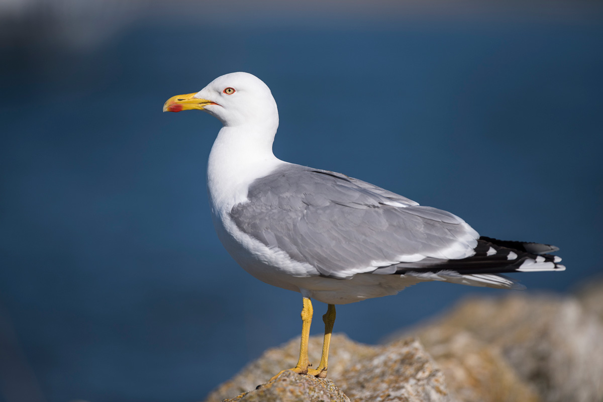 Yellow-legged Gull