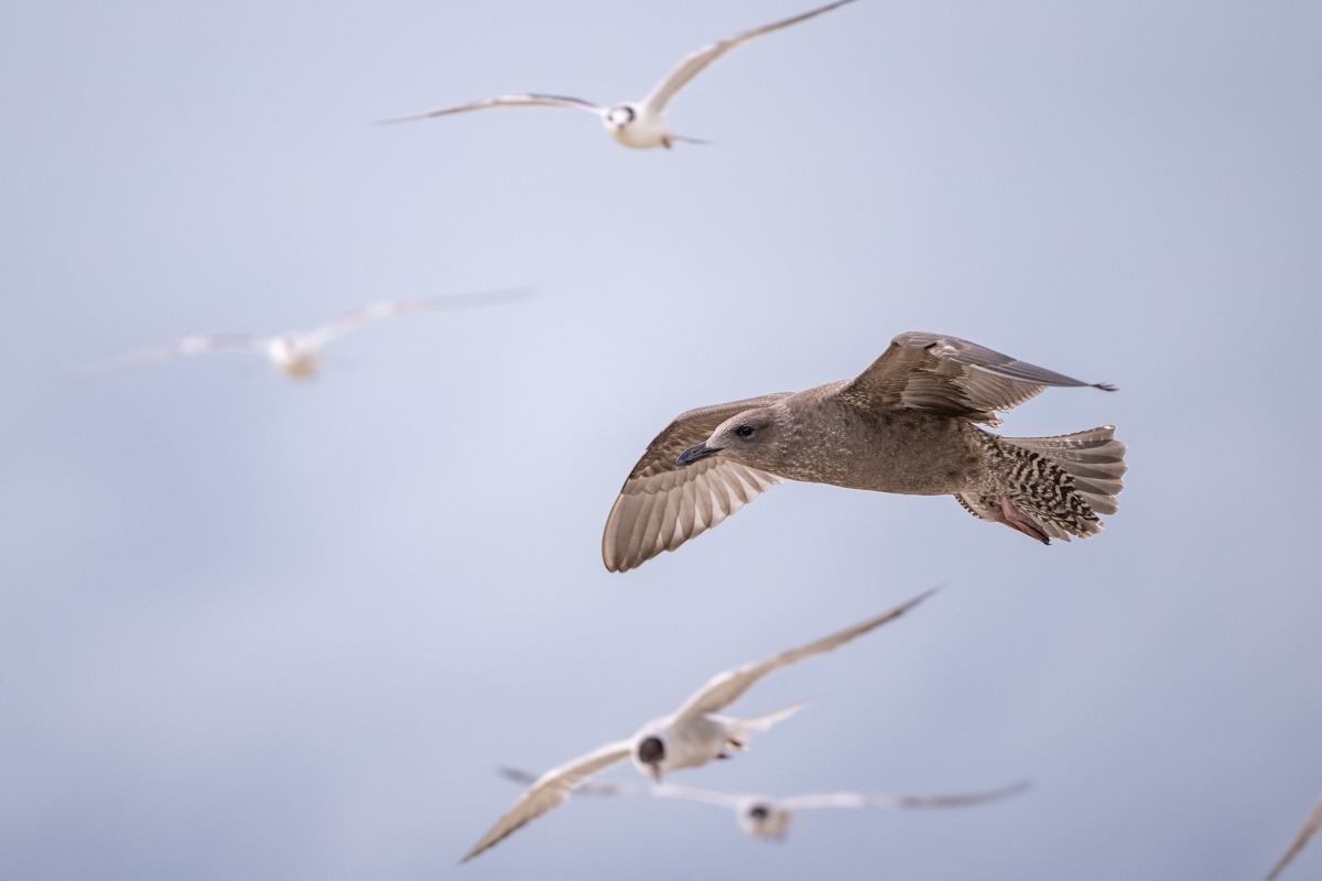 American Herring Gull