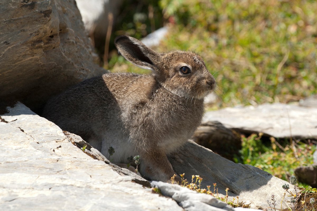 Mountain Hare