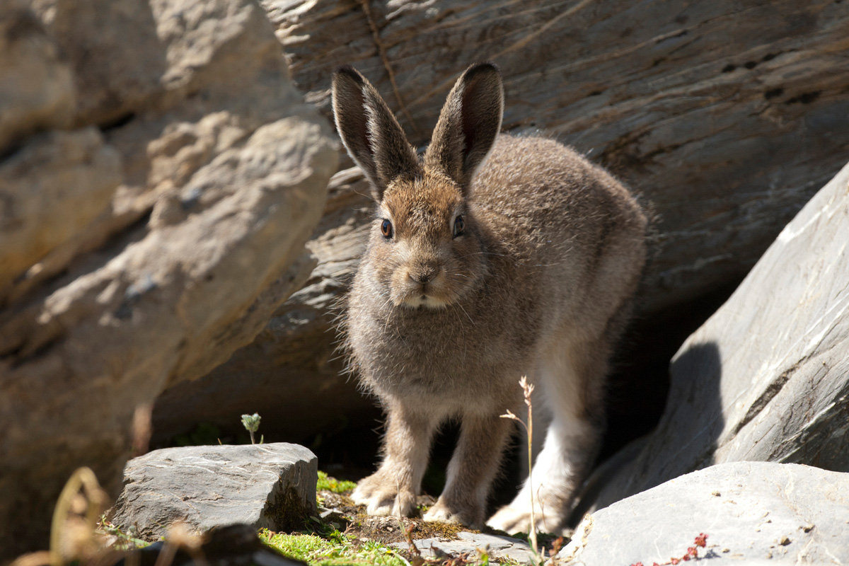 Mountain Hare