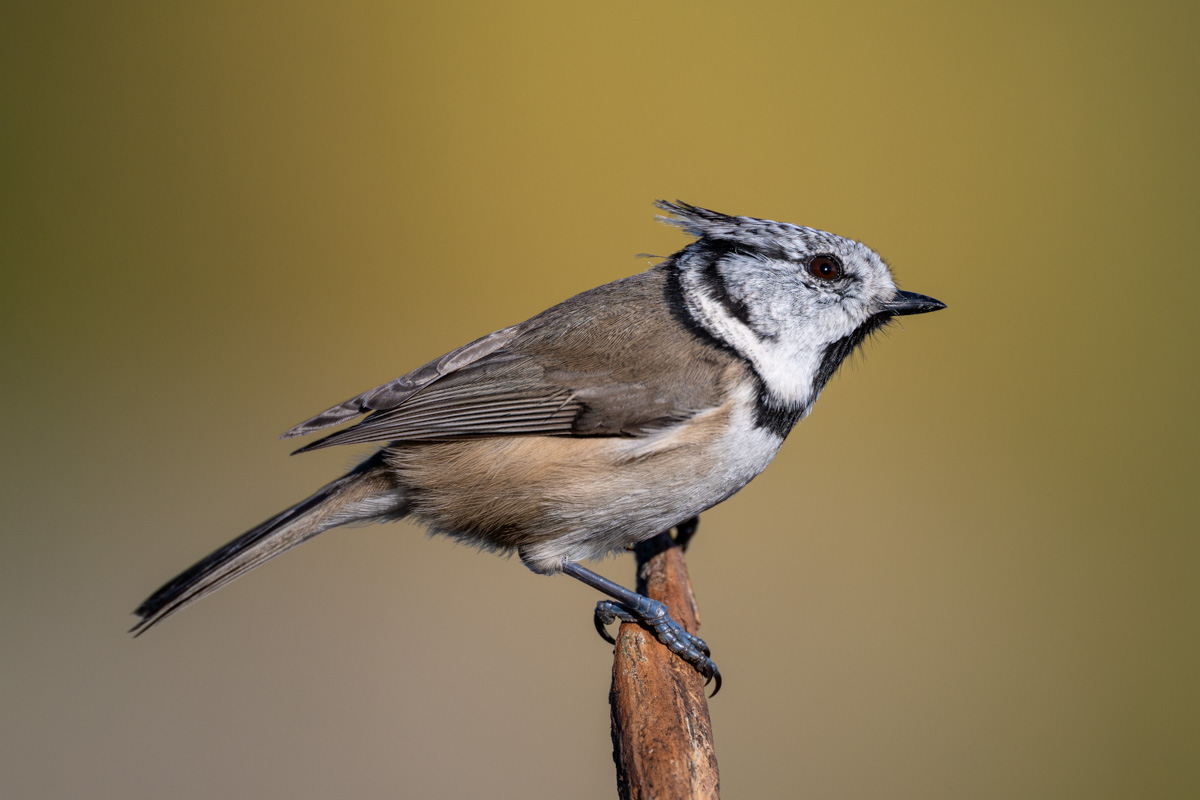 Crested Tit