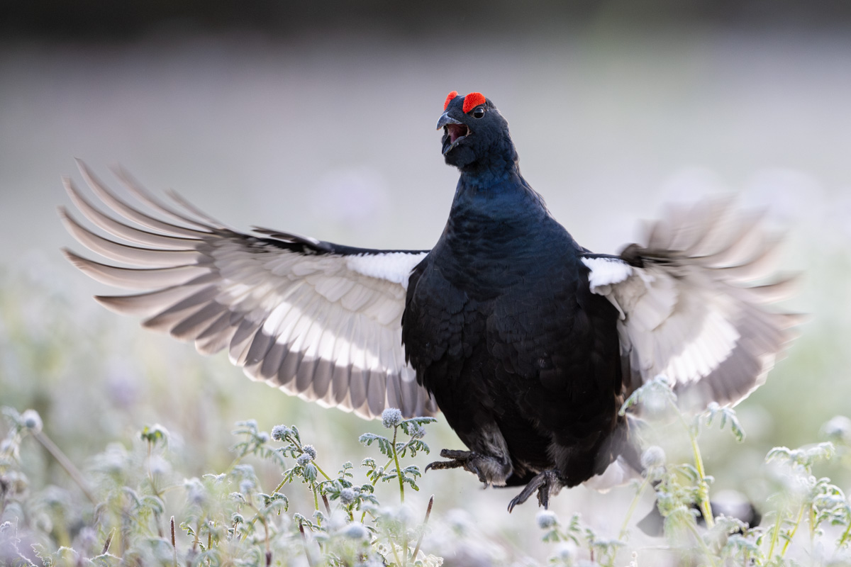 Black Grouse