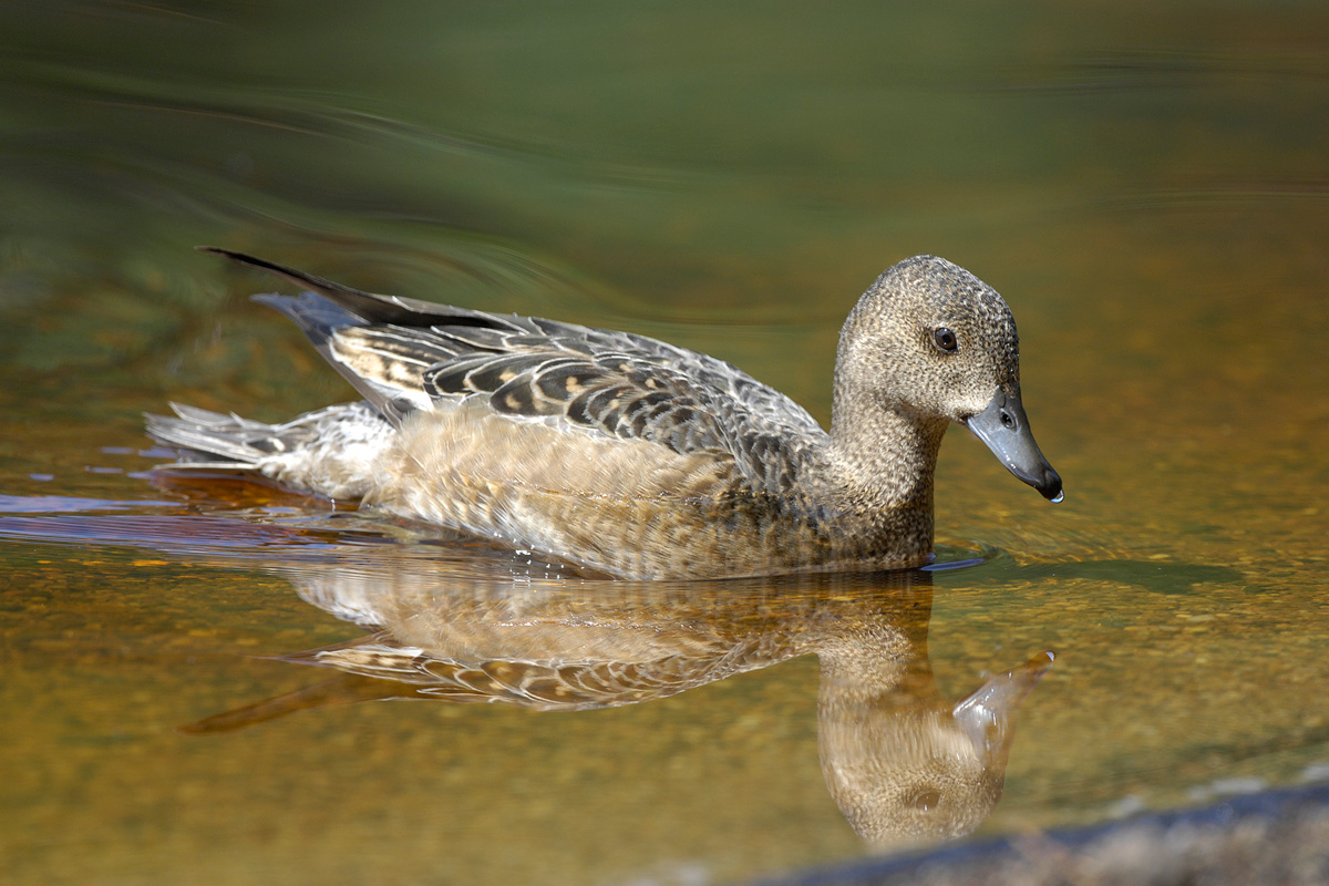 Eurasian Wigeon