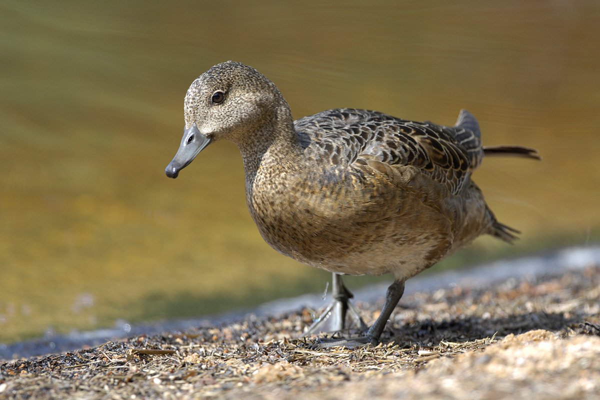 Eurasian Wigeon