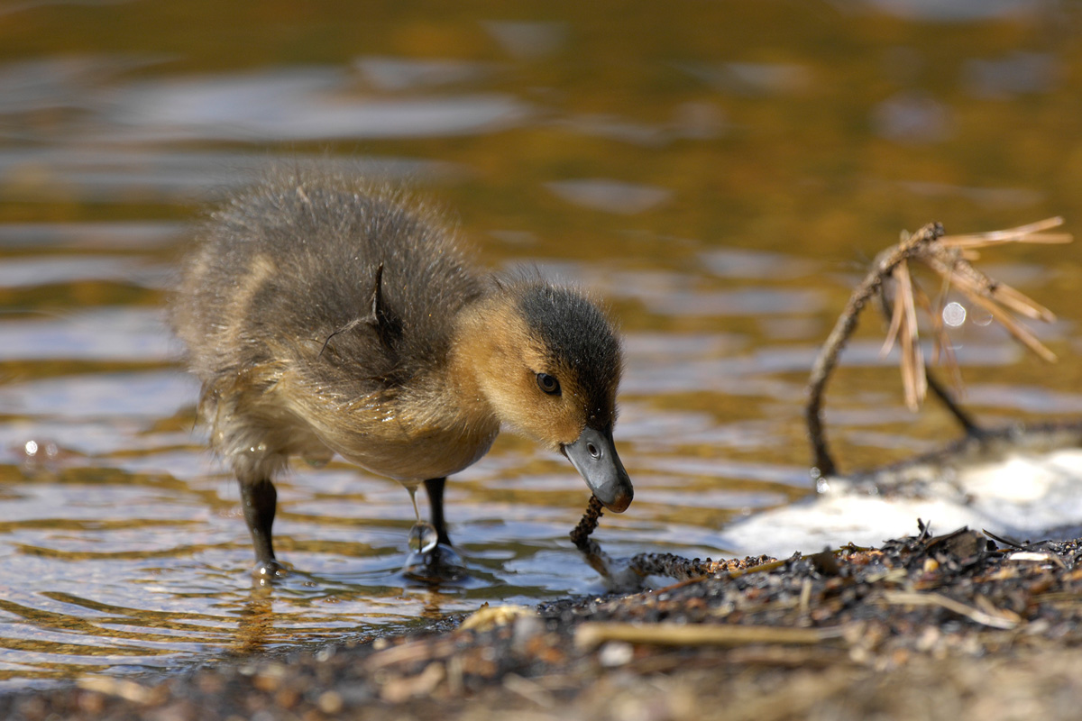 Eurasian Wigeon