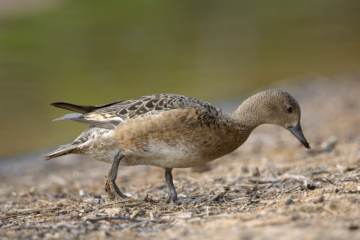 Eurasian Wigeon