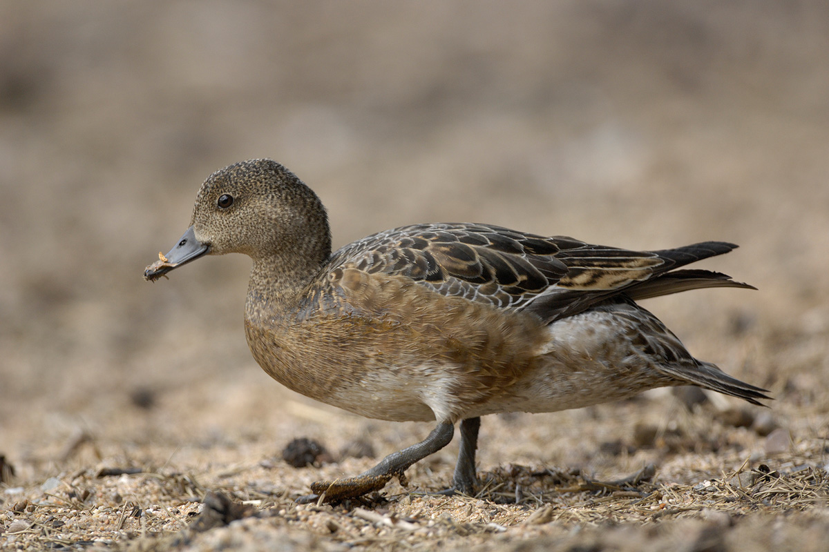 Eurasian Wigeon