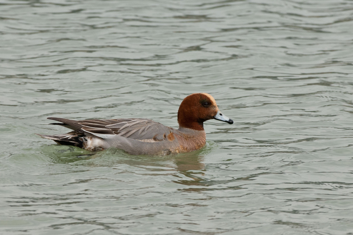 Eurasian Wigeon