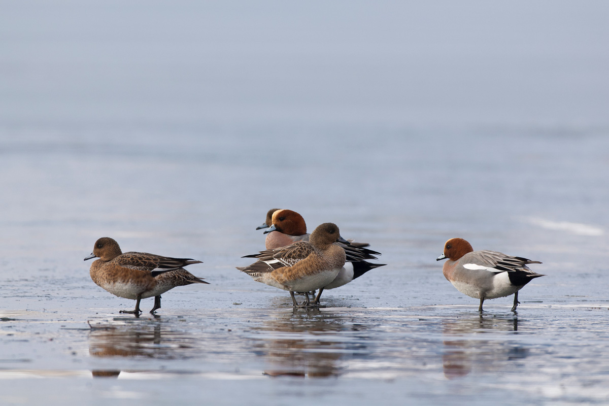 Eurasian Wigeon