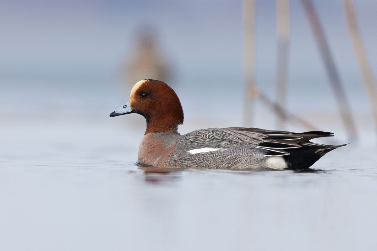 Eurasian Wigeon