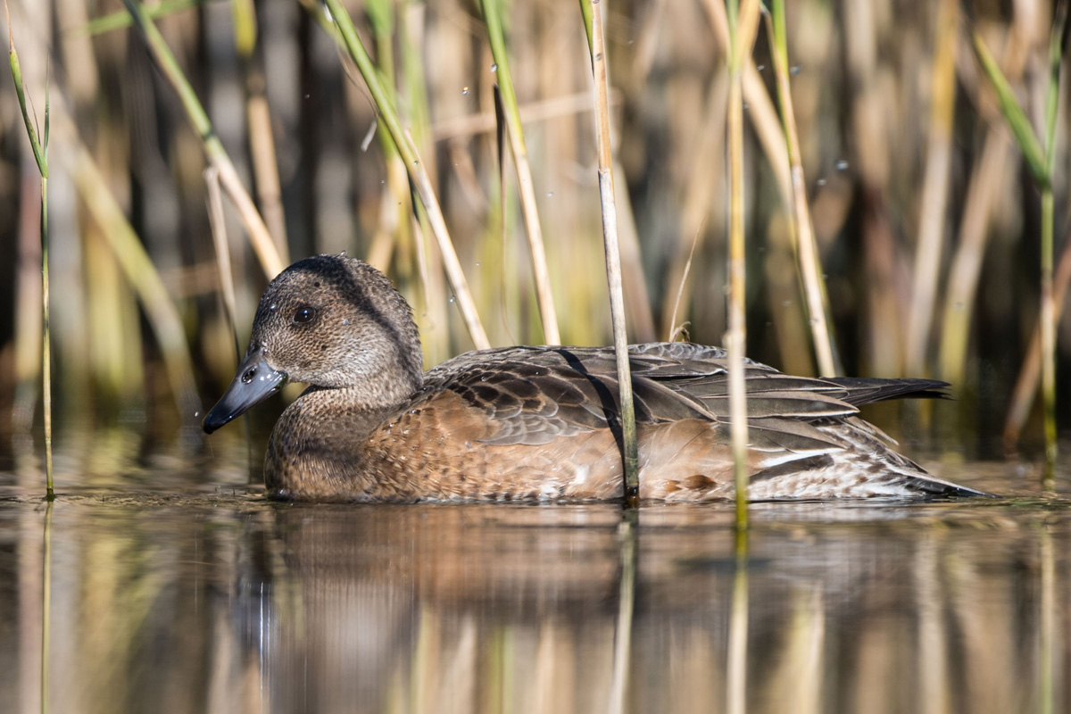 Eurasian Wigeon