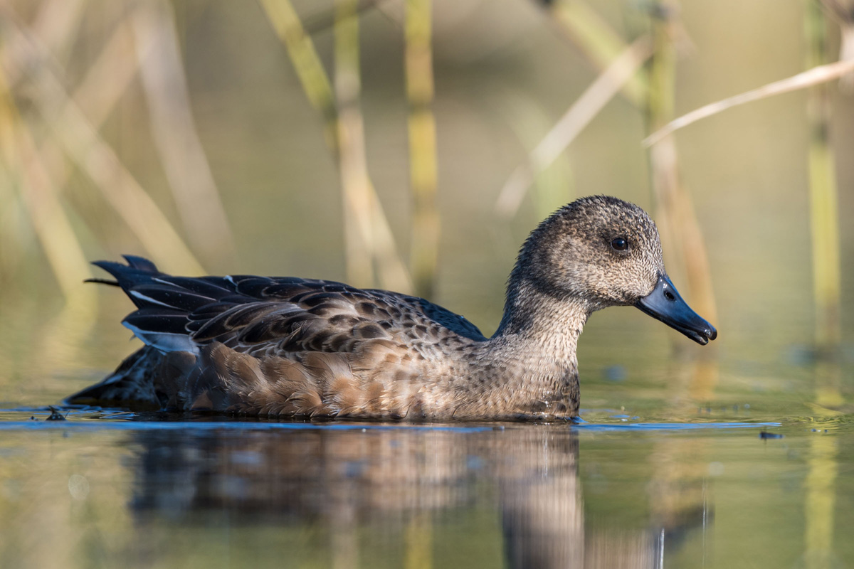 Eurasian Wigeon