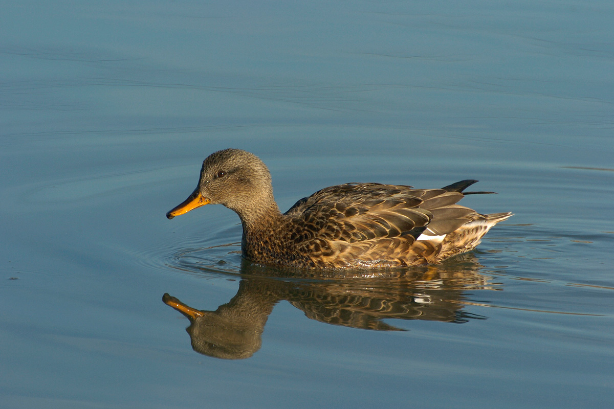 Gadwall