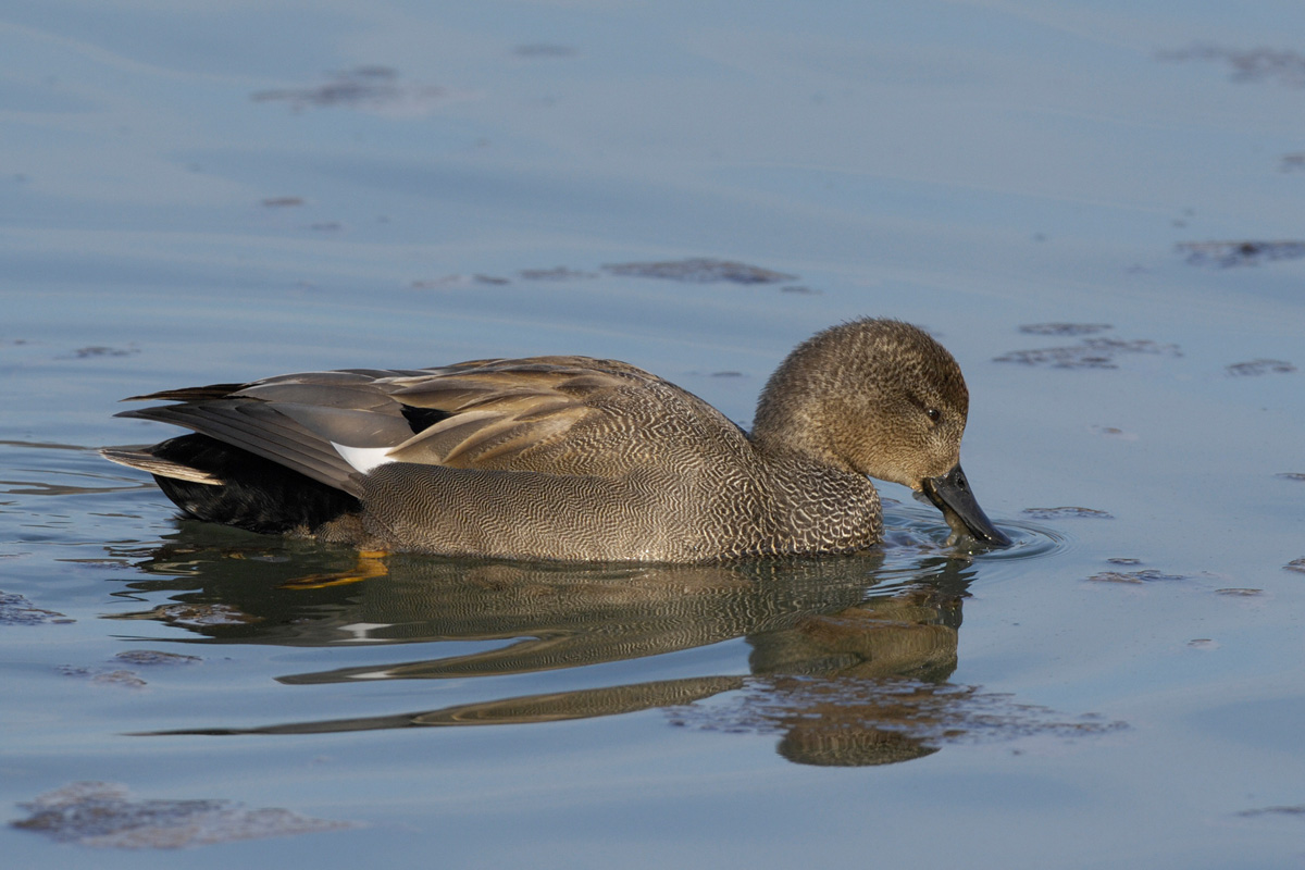 Gadwall