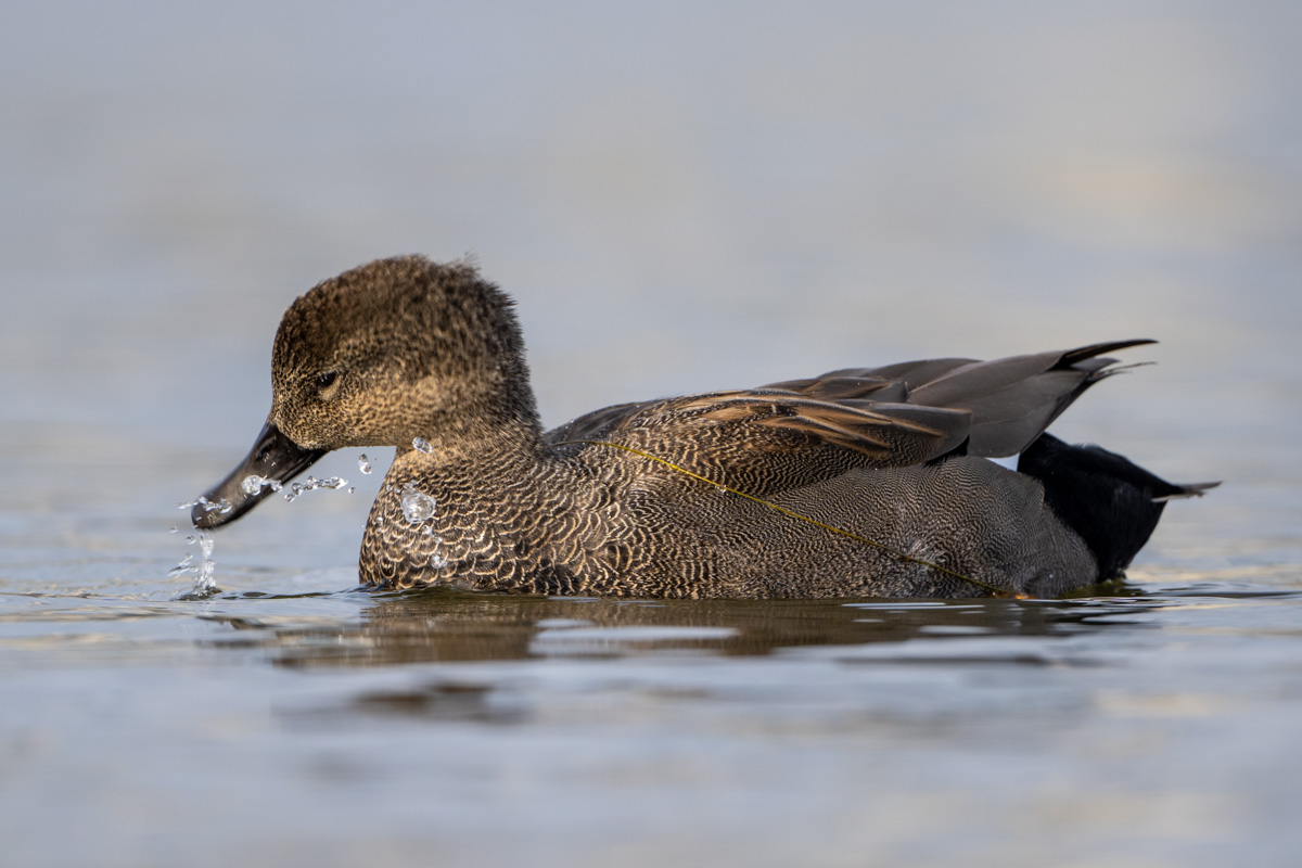 Gadwall