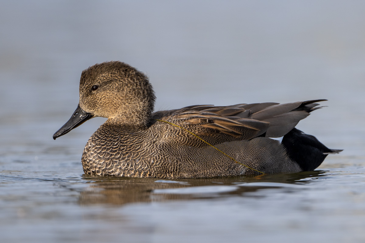 Gadwall