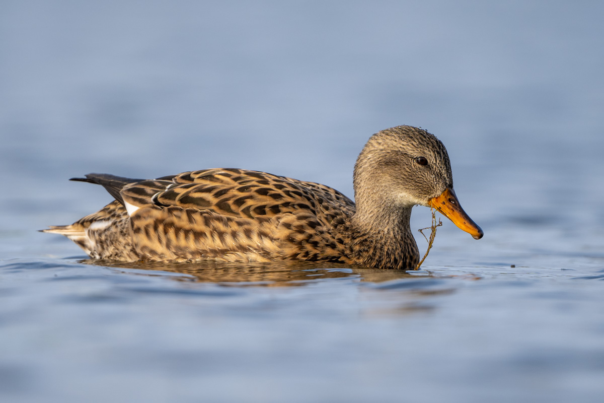 Gadwall