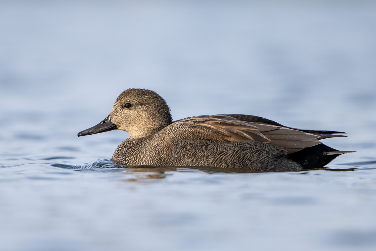 Gadwall