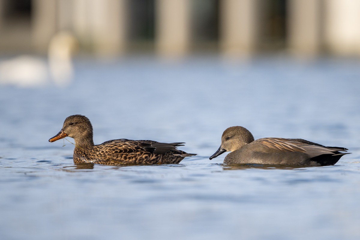 Gadwall