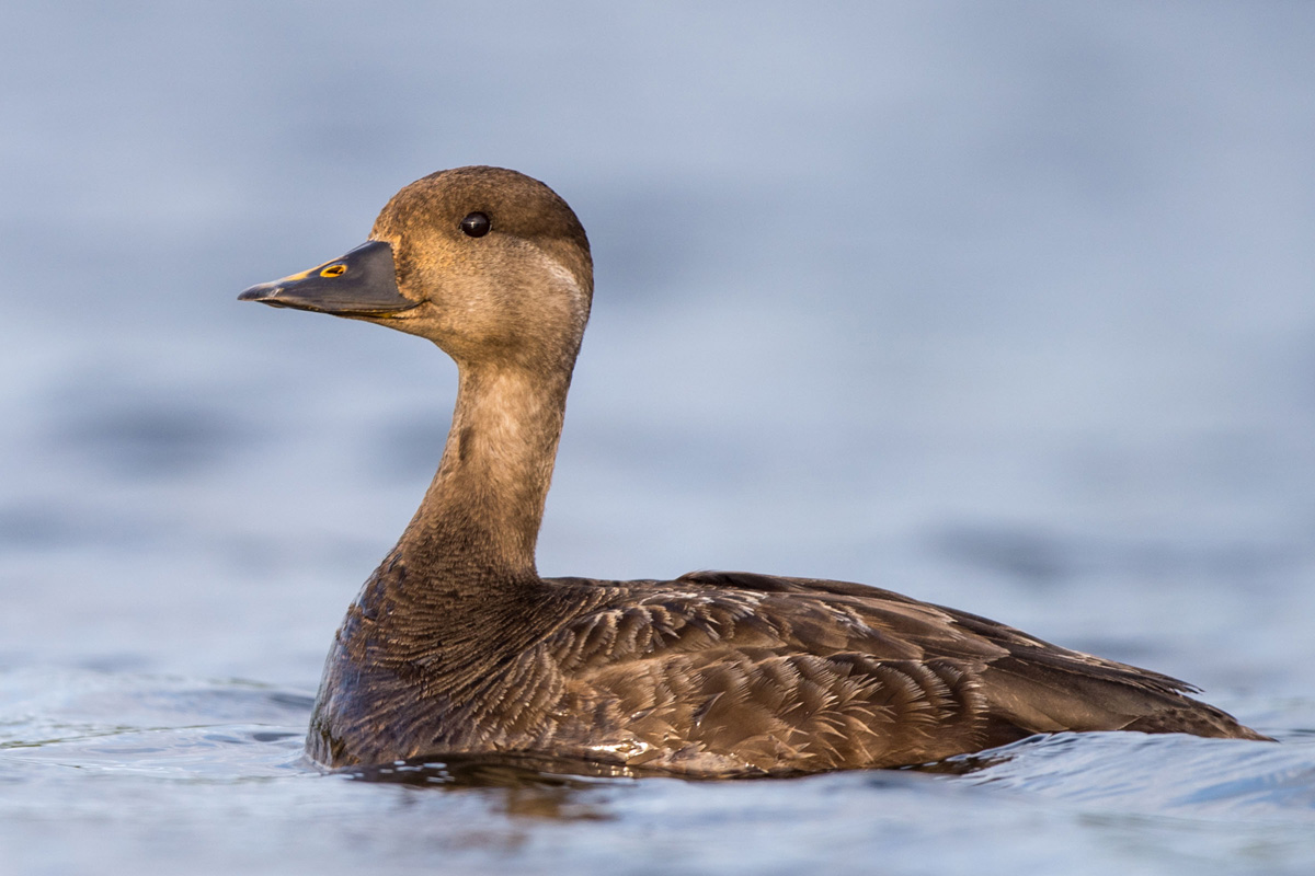 Common Scoter