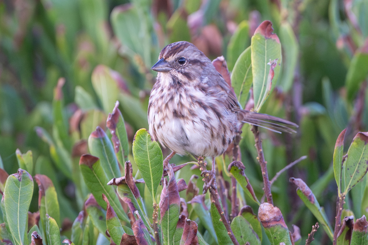 Song Sparrow