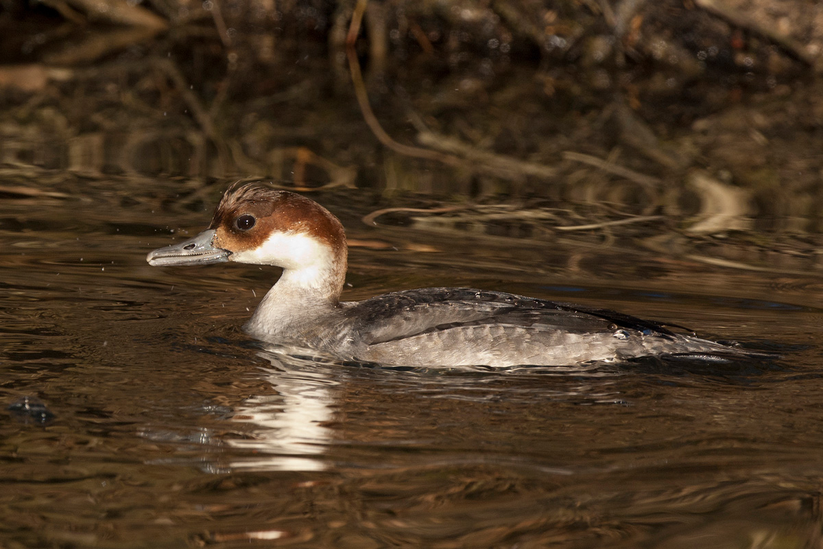 Smew