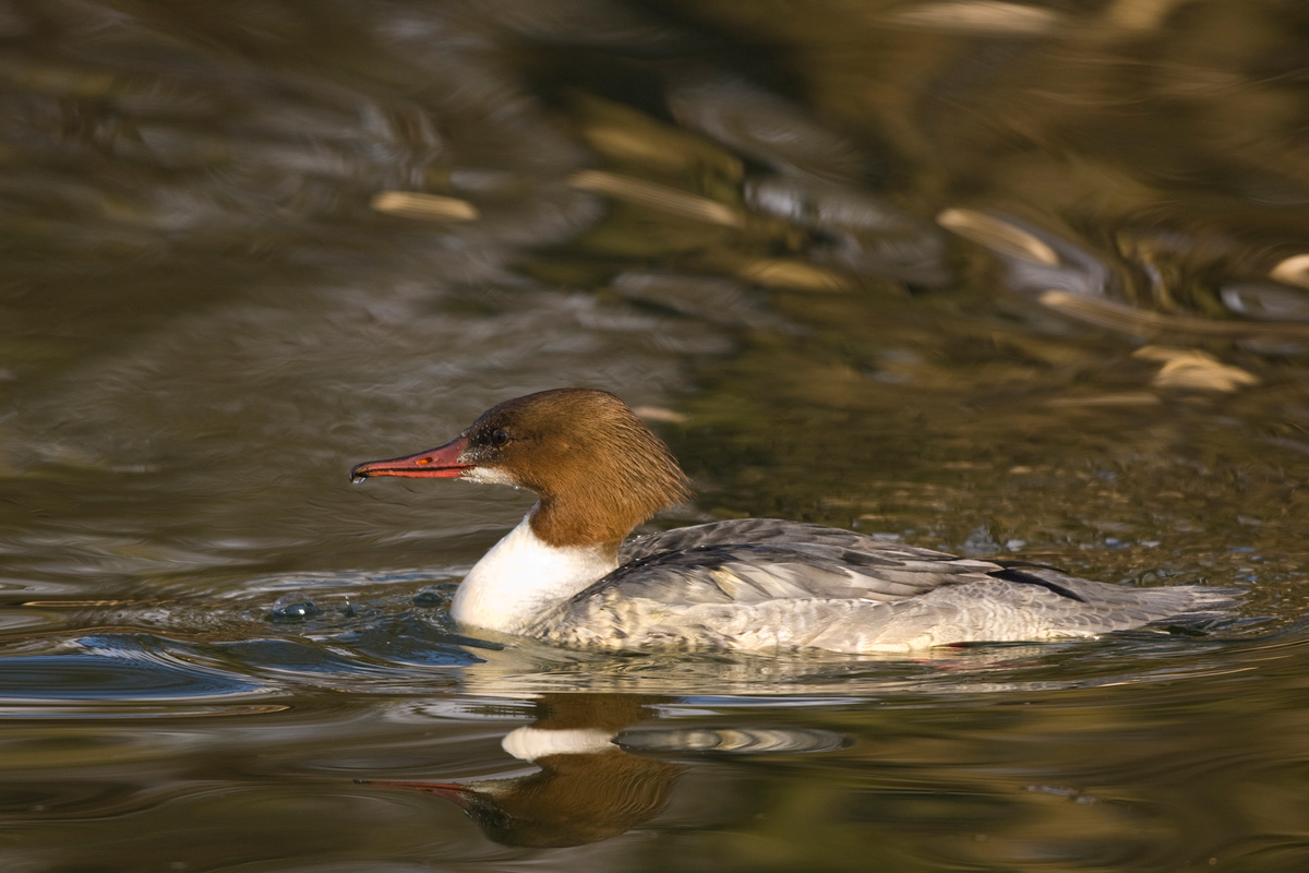 Goosander